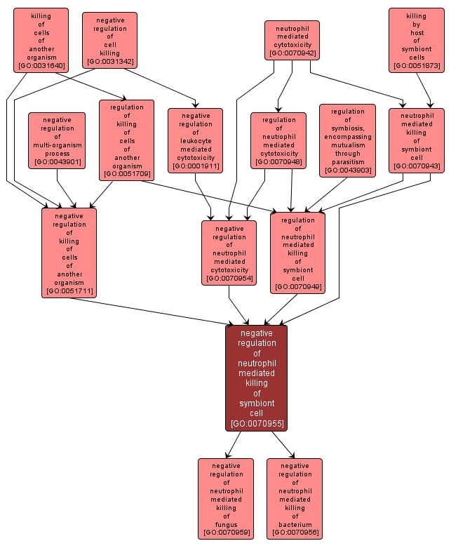 GO:0070955 - negative regulation of neutrophil mediated killing of symbiont cell (interactive image map)