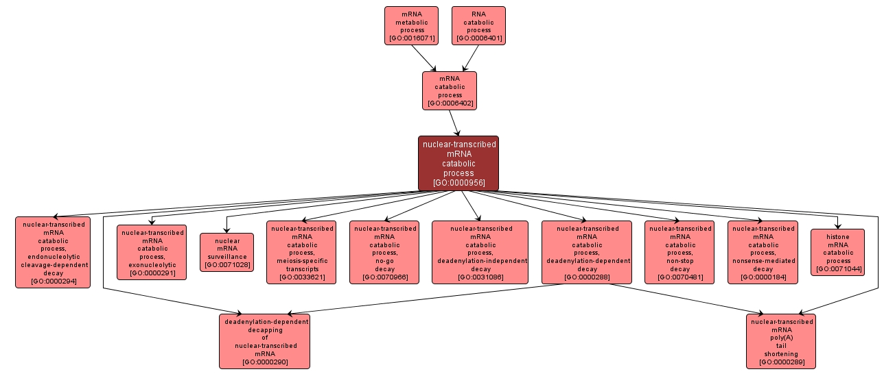 GO:0000956 - nuclear-transcribed mRNA catabolic process (interactive image map)