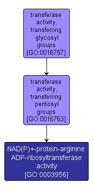 GO:0003956 - NAD(P)+-protein-arginine ADP-ribosyltransferase activity (interactive image map)