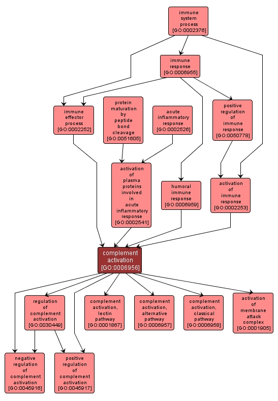 GO:0006956 - complement activation (interactive image map)