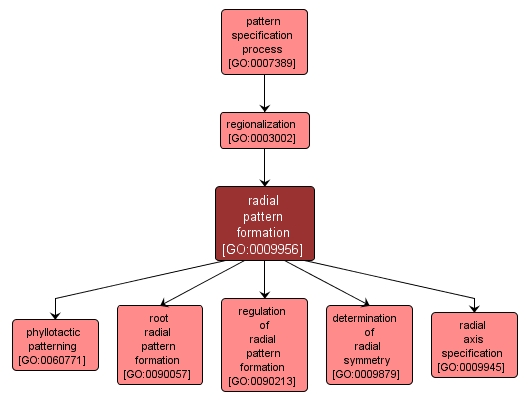 GO:0009956 - radial pattern formation (interactive image map)