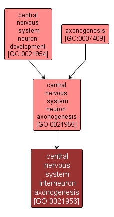 GO:0021956 - central nervous system interneuron axonogenesis (interactive image map)