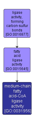 GO:0031956 - medium-chain fatty acid-CoA ligase activity (interactive image map)