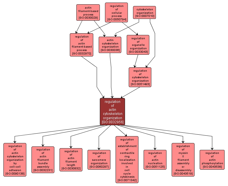 GO:0032956 - regulation of actin cytoskeleton organization (interactive image map)