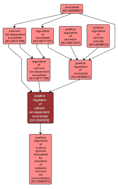 GO:0045956 - positive regulation of calcium ion-dependent exocytosis (interactive image map)