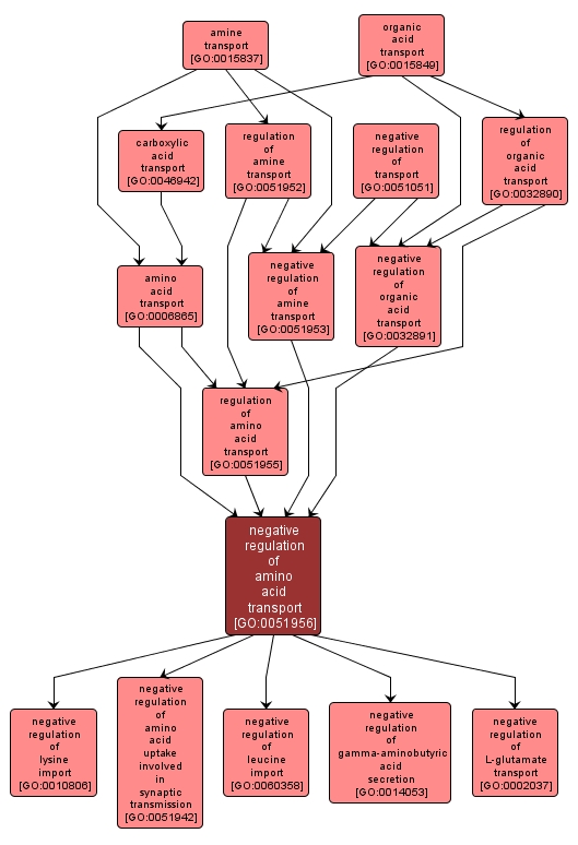 GO:0051956 - negative regulation of amino acid transport (interactive image map)