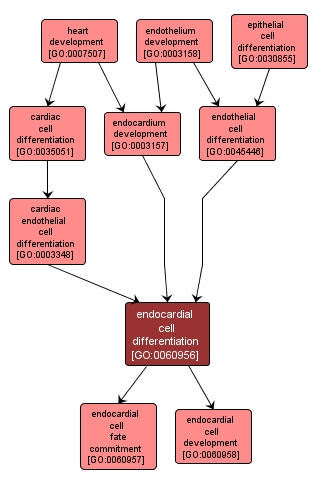 GO:0060956 - endocardial cell differentiation (interactive image map)