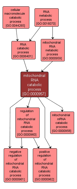 GO:0000957 - mitochondrial RNA catabolic process (interactive image map)
