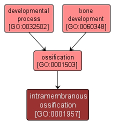 GO:0001957 - intramembranous ossification (interactive image map)