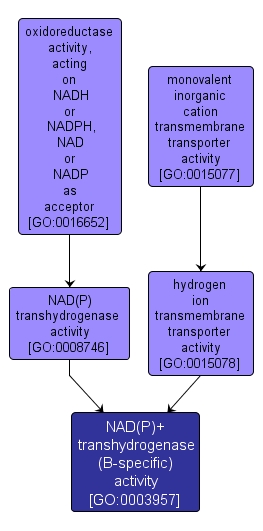 GO:0003957 - NAD(P)+ transhydrogenase (B-specific) activity (interactive image map)