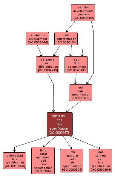 GO:0009957 - epidermal cell fate specification (interactive image map)