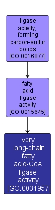 GO:0031957 - very long-chain fatty acid-CoA ligase activity (interactive image map)