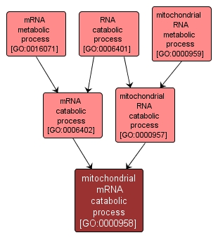 GO:0000958 - mitochondrial mRNA catabolic process (interactive image map)