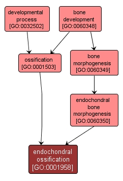 GO:0001958 - endochondral ossification (interactive image map)