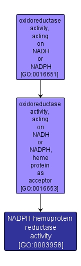 GO:0003958 - NADPH-hemoprotein reductase activity (interactive image map)
