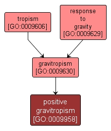 GO:0009958 - positive gravitropism (interactive image map)