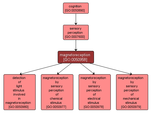 GO:0050958 - magnetoreception (interactive image map)