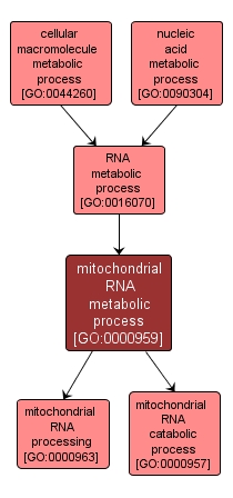 GO:0000959 - mitochondrial RNA metabolic process (interactive image map)