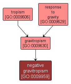 GO:0009959 - negative gravitropism (interactive image map)