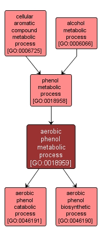 GO:0018959 - aerobic phenol metabolic process (interactive image map)