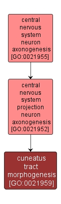 GO:0021959 - cuneatus tract morphogenesis (interactive image map)