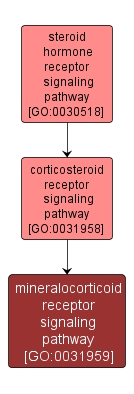 GO:0031959 - mineralocorticoid receptor signaling pathway (interactive image map)
