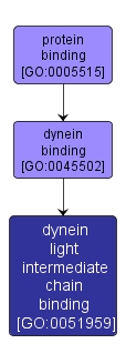 GO:0051959 - dynein light intermediate chain binding (interactive image map)