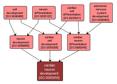 GO:0060959 - cardiac neuron development (interactive image map)