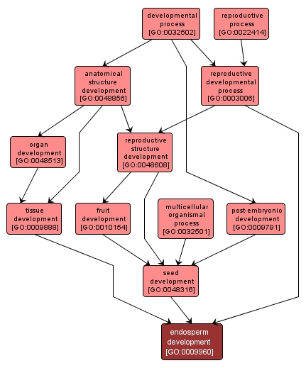 GO:0009960 - endosperm development (interactive image map)