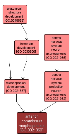 GO:0021960 - anterior commissure morphogenesis (interactive image map)