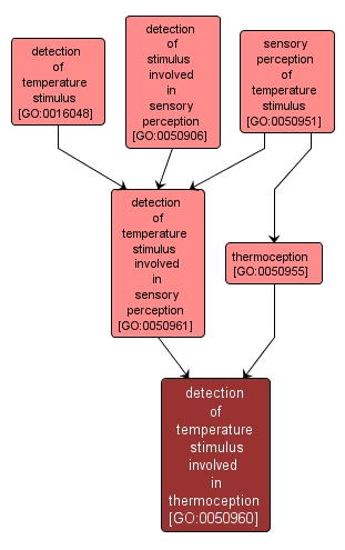 GO:0050960 - detection of temperature stimulus involved in thermoception (interactive image map)