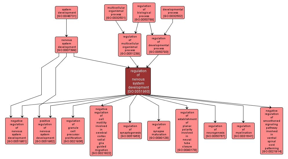 GO:0051960 - regulation of nervous system development (interactive image map)