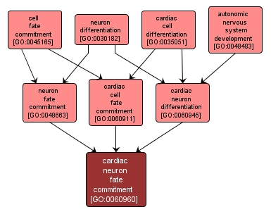 GO:0060960 - cardiac neuron fate commitment (interactive image map)