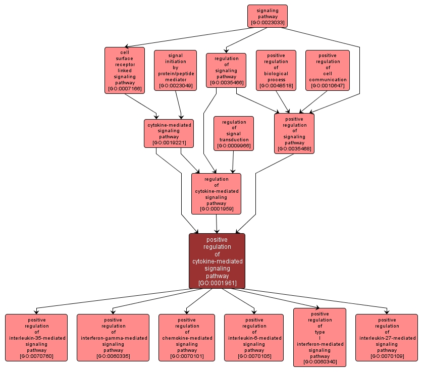 GO:0001961 - positive regulation of cytokine-mediated signaling pathway (interactive image map)