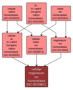 GO:0010961 - cellular magnesium ion homeostasis (interactive image map)
