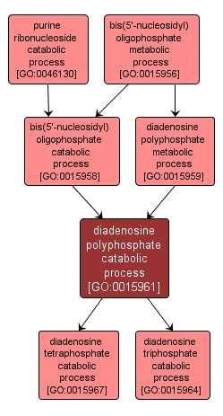 GO:0015961 - diadenosine polyphosphate catabolic process (interactive image map)