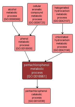GO:0018961 - pentachlorophenol metabolic process (interactive image map)