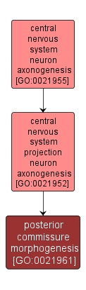 GO:0021961 - posterior commissure morphogenesis (interactive image map)