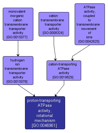 GO:0046961 - proton-transporting ATPase activity, rotational mechanism (interactive image map)