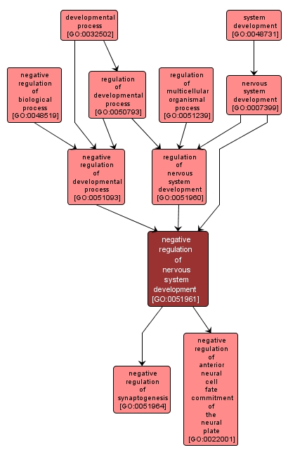 GO:0051961 - negative regulation of nervous system development (interactive image map)