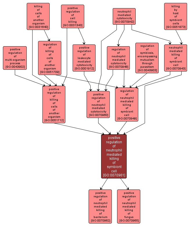 GO:0070961 - positive regulation of neutrophil mediated killing of symbiont cell (interactive image map)
