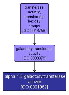 GO:0001962 - alpha-1,3-galactosyltransferase activity (interactive image map)