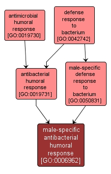 GO:0006962 - male-specific antibacterial humoral response (interactive image map)