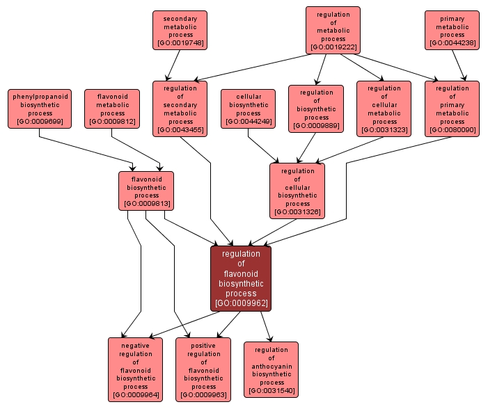 GO:0009962 - regulation of flavonoid biosynthetic process (interactive image map)