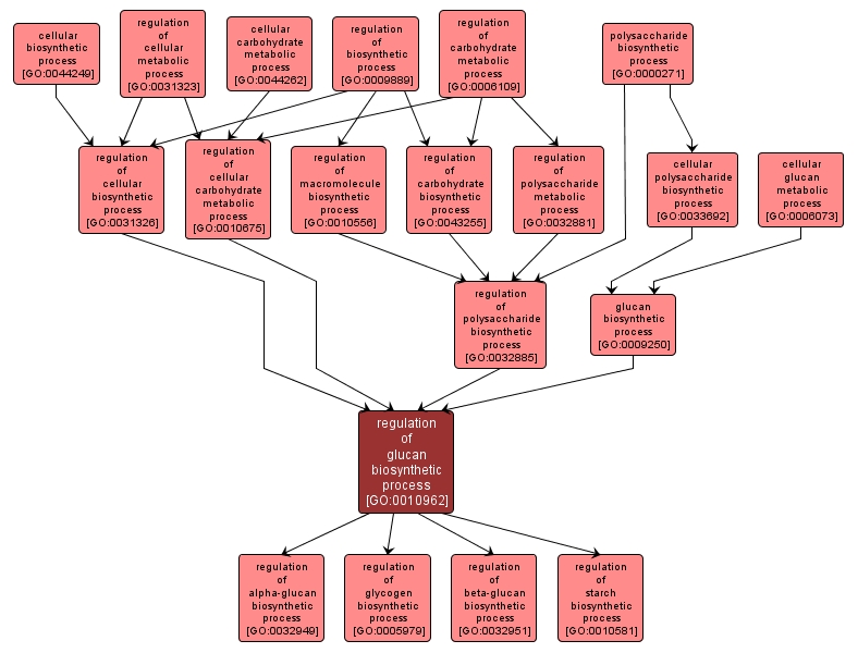 GO:0010962 - regulation of glucan biosynthetic process (interactive image map)