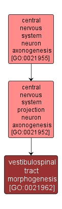 GO:0021962 - vestibulospinal tract morphogenesis (interactive image map)