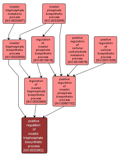 GO:0032962 - positive regulation of inositol trisphosphate biosynthetic process (interactive image map)