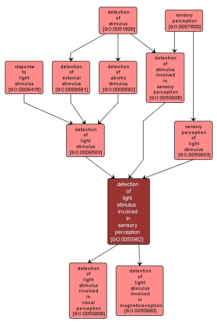 GO:0050962 - detection of light stimulus involved in sensory perception (interactive image map)