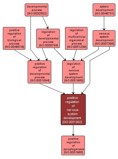 GO:0051962 - positive regulation of nervous system development (interactive image map)