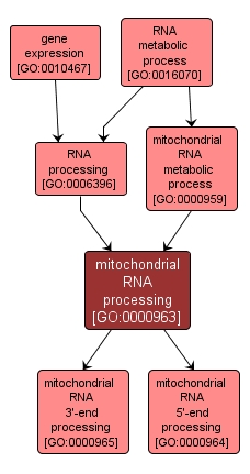 GO:0000963 - mitochondrial RNA processing (interactive image map)